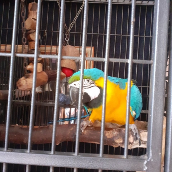 Image pour l'annonce Jeune femme Ara ararauna de 1 an + cage