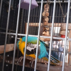 Image pour l'annonce Jeune femme Ara ararauna de 1 an + cage
