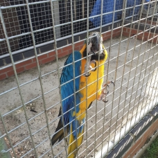 Image pour l'annonce Jeune femme Ara ararauna de 1 an + cage