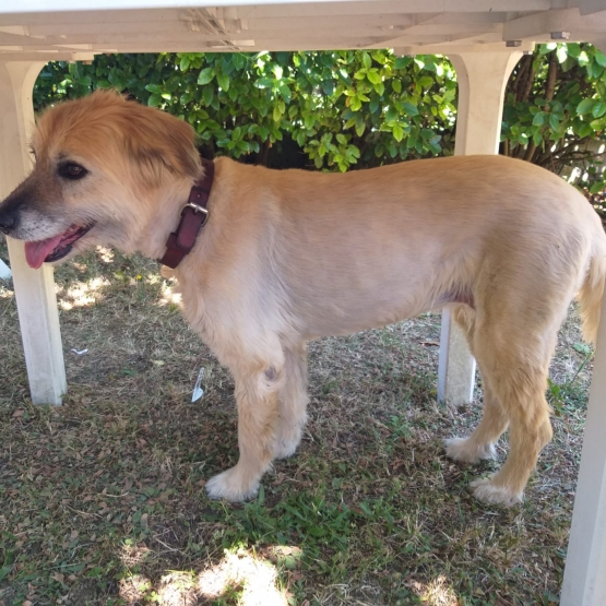 Image pour l'annonce Chienne Type Labrit
