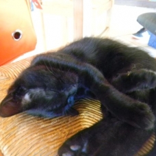 Image pour l'annonce adorables Chatons noir ou tigré  dans le 79  (Deux Sevres)