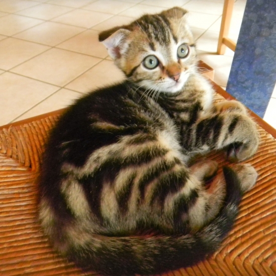Image pour l'annonce adorables Chatons noir ou tigré  dans le 79  (Deux Sevres)