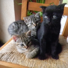 Image pour l'annonce adorables Chatons noir ou tigré  dans le 79  (Deux Sevres)