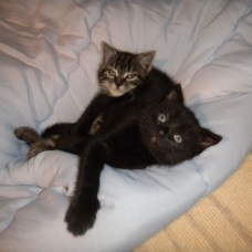 Image pour l'annonce adorables Chatons noir ou tigré  dans le 79  (Deux Sevres)