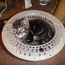 Image pour l'annonce adorables Chatons noir ou tigré  dans le 79  (Deux Sevres)