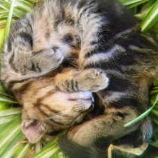 Image pour l'annonce adorables Chatons noir ou tigré  dans le 79  (Deux Sevres)
