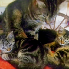 Image pour l'annonce adorables Chatons noir ou tigré  dans le 79  (Deux Sevres)