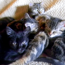 Image pour l'annonce adorables Chatons noir ou tigré  dans le 79  (Deux Sevres)