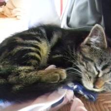Image pour l'annonce adorables Chatons noir ou tigré  dans le 79  (Deux Sevres)