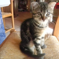 Image pour l'annonce adorables Chatons noir ou tigré  dans le 79  (Deux Sevres)