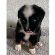 Image pour l'annonce chiots berger australien
