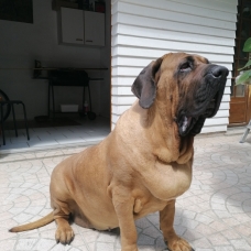 Image pour l'annonce Saillie / Fila Brasileiro / femelle lof