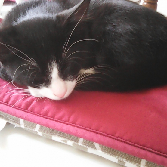 Image pour l'annonce Donne chaton