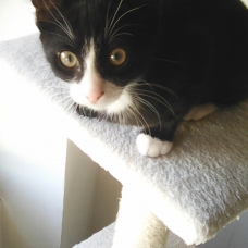 Image pour l'annonce Donne chaton