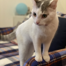 Image pour l'annonce Chat femelle à adopter 15 mois