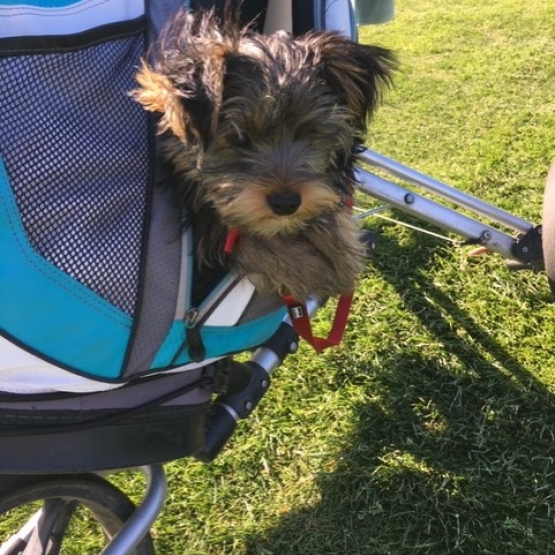 Image pour l'annonce Vends yorkshire Terrier