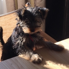 Image pour l'annonce Vends yorkshire Terrier