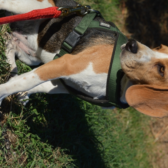 Image pour l'annonce Vend femelle beagle