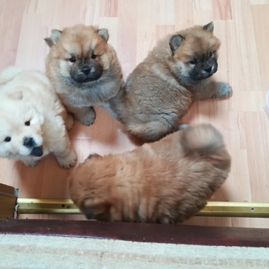 Image pour l'annonce chow chow