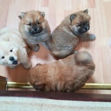 Image pour l'annonce chow chow