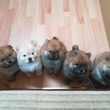 Image pour l'annonce chiots chow chow  près a rejoindre des nouvelles familles