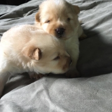 Image pour l'annonce chiots chow chow  près a rejoindre des nouvelles familles