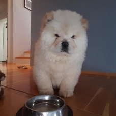 Image pour l'annonce chiots chow chow  près a rejoindre des nouvelles familles