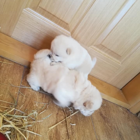Image pour l'annonce chow chow près a rejoindre les familles