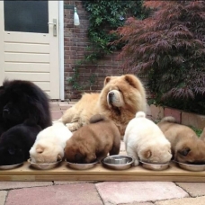 Image pour l'annonce chow chow près a rejoindre les familles