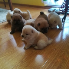 Image pour l'annonce chow chow près a rejoindre les familles