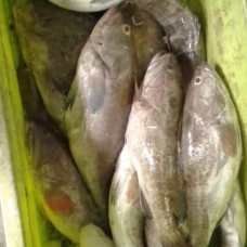 Image pour l'annonce Ventes de saumon et de fruits de mer