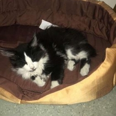 Image pour l'annonce donne 2 chatons