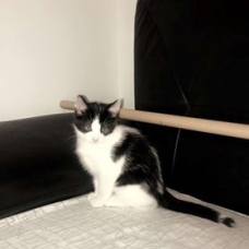 Image pour l'annonce donne 2 chatons