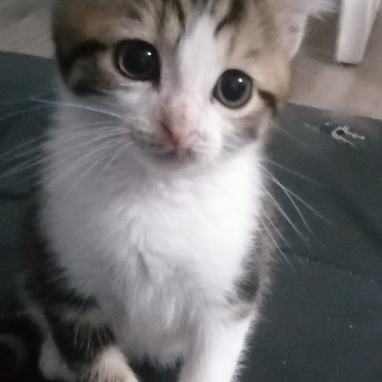 Image pour l'annonce Don chatons