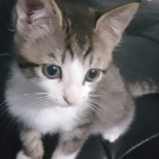 Image pour l'annonce Don chatons