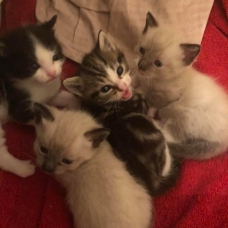 Image pour l'annonce Donne chatons contre très bons soins
