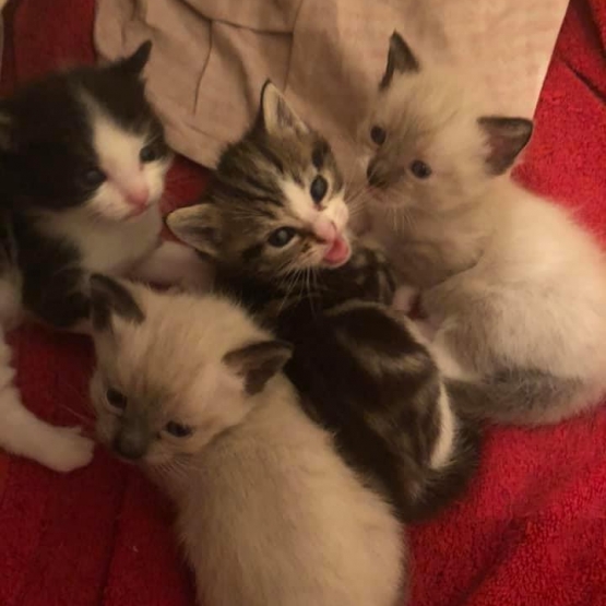 Image pour l'annonce DONNE CHATONS CONTRE TRES BONS SOINS