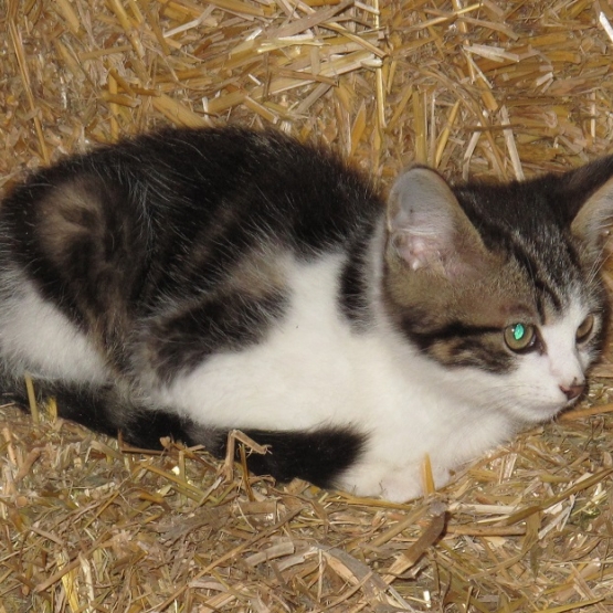 Image pour l'annonce Donne chaton 10 seuvré