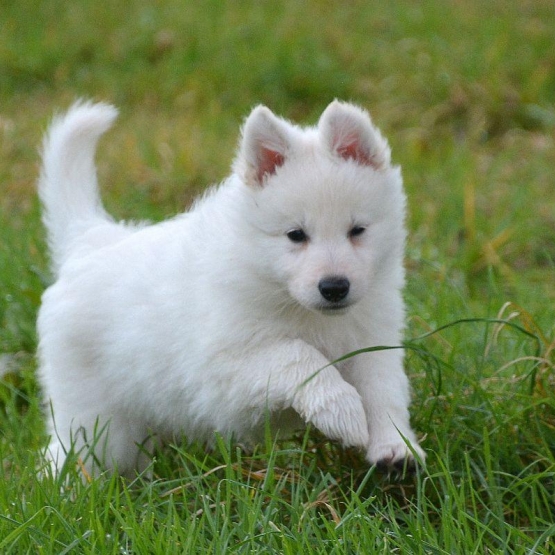 Image pour l'annonce Chiots Berger Blanc Suisse à donner...