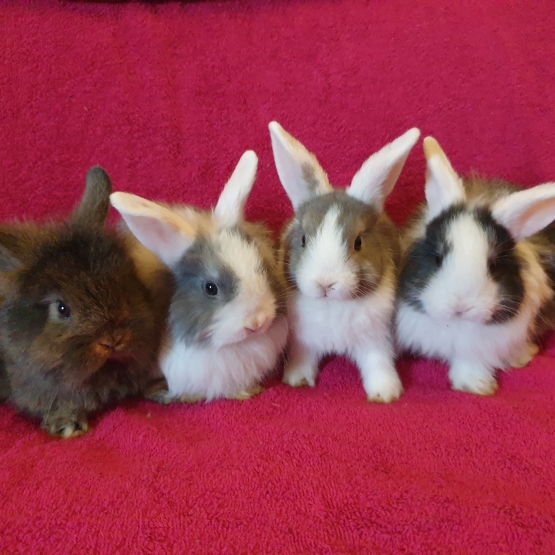 Image pour l'annonce lapins nain trop mignons !