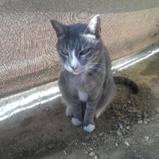 Image pour l'annonce Cherchons personne sur Marseille pour accueillir un chat durant 2 mois