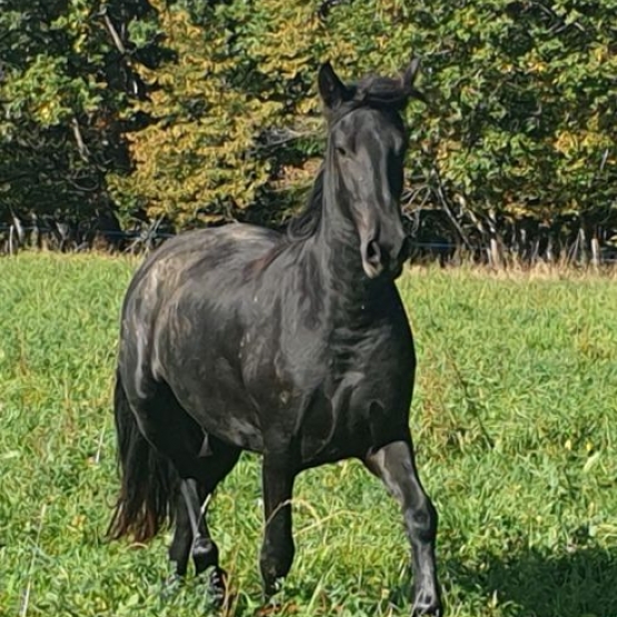 Image pour l'annonce Je donne mon cheval Hongre de 3 ans, très gentil et pratique, super mental, peur de rien, Prêt sur un parcours