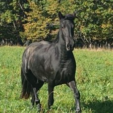 Image pour l'annonce Je donne mon cheval Hongre de 3 ans, très gentil et pratique, super mental, peur de rien, Prêt sur un parcours