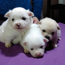 Image pour l'annonce chiots de Poméranie pour adoption