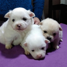 Image pour l'annonce chiots de Poméranie pour adoption