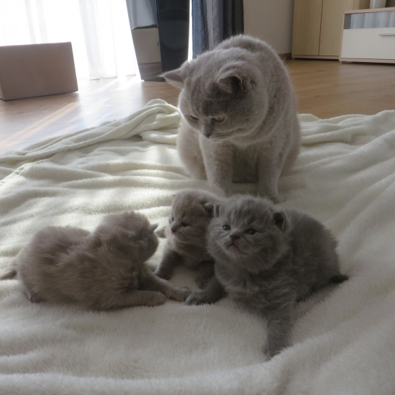 Image pour l'annonce CHATS SHORTHAIR BLEU  en ADOPTION GRATUIT