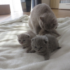 Image pour l'annonce CHATS SHORTHAIR BLEU  en ADOPTION GRATUIT