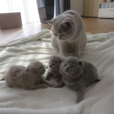 Image pour l'annonce CHATS SHORTHAIR BLEU  en ADOPTION GRATUIT