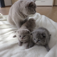 Image pour l'annonce CHATS SHORTHAIR BLEU  en ADOPTION GRATUIT