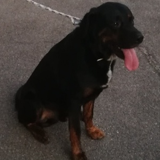 Image pour l'annonce Donne jeune beauceron